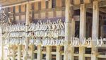 Melihat Toraja Lewat Budaya dan Alamnya yang Indah