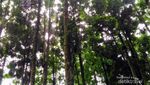 Memacu Adrenalin di Kampung Kurcaci Purbalingga