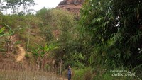 Suasana hijau di sekitar area Puncak Widosari