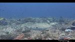 Membangunkan Hiu Tidur di Pulau Komodo