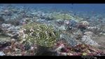 Membangunkan Hiu Tidur di Pulau Komodo