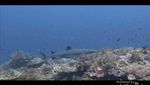 Membangunkan Hiu Tidur di Pulau Komodo