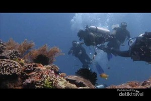 Membangunkan Hiu Tidur di Pulau Komodo