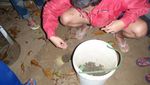 Membantu Anak Penyu Menetas di Ujung Genteng, Amazing!