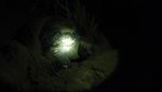 Membantu Anak Penyu Menetas di Ujung Genteng, Amazing!