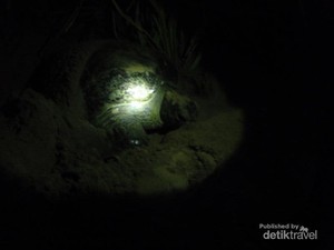 Membantu Anak Penyu Menetas di Ujung Genteng, Amazing!