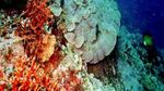Membidik Ragam Fauna Papua dari Cagar Laut Teluk Cendrawasih