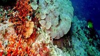 Alam bawah laut Cagar Laut Teluk Cendrawasih (Sumber: info.indotoplist.com)