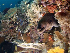 Membunuh Hiu, Berarti Membunuh Raja Ampat!