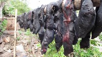 Daging paus yang diasap dan dikeringkan untuk jangka waktu 1 tahun (Muhammad Lukman Hakim/ACI)