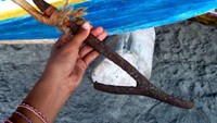 Inilah ujung tombak untuk memburu paus (Giffarin Rindiwandana/ACI)