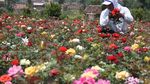 Memetik 1.000 Bunga Cantik di Desa Sidomulyo