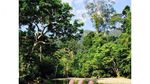 Menaklukkan Alam Liar di Tangkahan, Sumatera Utara
