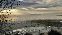 Tunggul pohon pun menyajikan panorama yang cantik di suasana senja