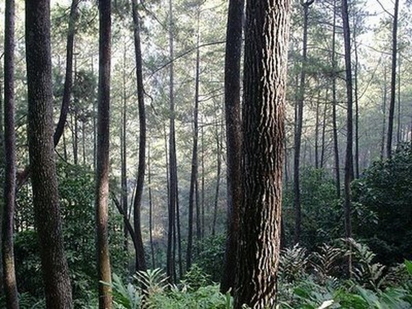 Menapak Langkah di Taman Hutan Juanda, Bandung