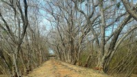 Pepohonan kering di sekitar Pantai Oetune