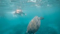 Penyu raksasa pulau derawan