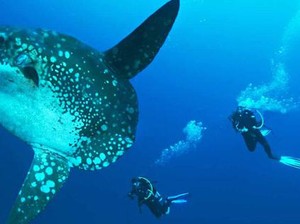 Menari dengan Mola-mola di Perairan Nusa Penida
