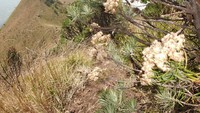 edelwise merbabu