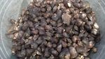 Mencari Kerang di Asahan, Asyik & Seru!