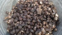 Kerang yang berhasil saya dapatkan. Seru!!!