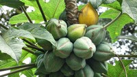 Inilah rupa carica, pepaya mini khas dieng