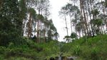 Mendaki & Menyibak Kabut di Puncak Telomoyo