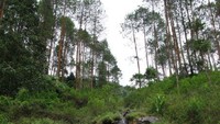 Air Terjun Mini