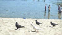 beberapa merpati liar mencari makan