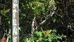 Mendaki Gunung Favorit Soe Hok Gie