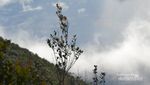 Mendaki Gunung Maras, Titik Tertinggi Pulau Bangka