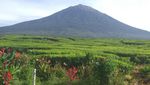 Mendaki Kerinci, Atapnya Sumatera