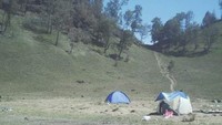 Pohon-pohon Cemara di sekitaran Trek Tanjakan Cinta.