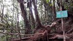 Mendaki Sendiri ke Gunung Sibuatan, Bisa!