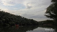 Bersampan menjelajah rumah bangau