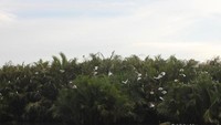 Kumpulan burung bangau yang kembali ke sarangnya.