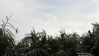 Burung Bangau yang bertengger di hutan Nipah