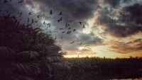 Kala senja tiba dan ribuan burung bangau kembali ke rumahnya