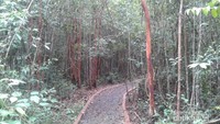 Pohon pelawan di kiri-kanan jalan.