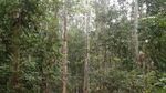 Menelusuri Hutan Pelawan, Penghasil Madu Pahit di Pulau Bangka