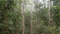 Jembatan merah di Hutan Pelawan.