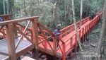 Menelusuri Hutan Pelawan, Penghasil Madu Pahit di Pulau Bangka