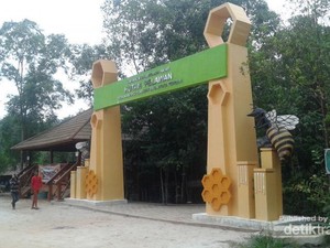 Menelusuri Hutan Pelawan, Penghasil Madu Pahit di Pulau Bangka