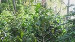 Menelusuri Jalan Panjang Secangkir Kopi Malabar
