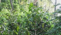 Inilah pohon kopi di kebun milik Malabar Mountain Coffee yang belum disiangi