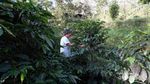 Menelusuri Jalan Panjang Secangkir Kopi Malabar