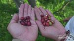 Menelusuri Jalan Panjang Secangkir Kopi Malabar