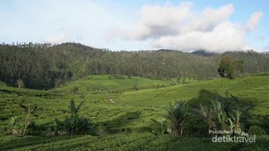 Menelusuri Jalan Panjang Secangkir Kopi Malabar