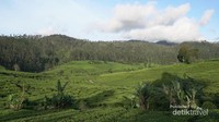 Pegunungan di Pangalengan yang cocok untuk menamam teh dan kopi.
