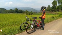 Hamparan sawah menguning sepanjang perjalanan